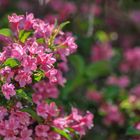 20180520_BotanischerGarten_DSC_1691