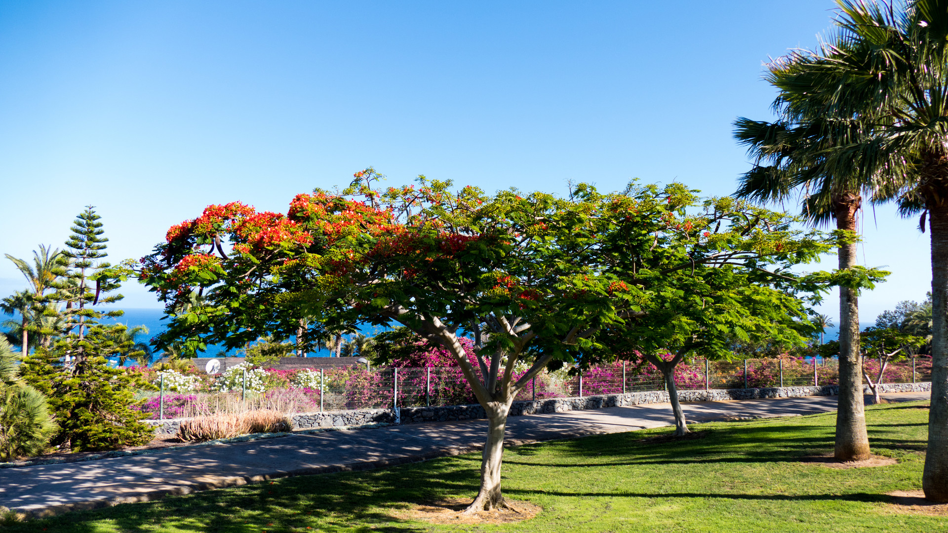 20180605-P1130340Das ist ein Baum