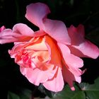 20180605_171204 Rose