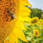 20180722_Sonnenblumen_002