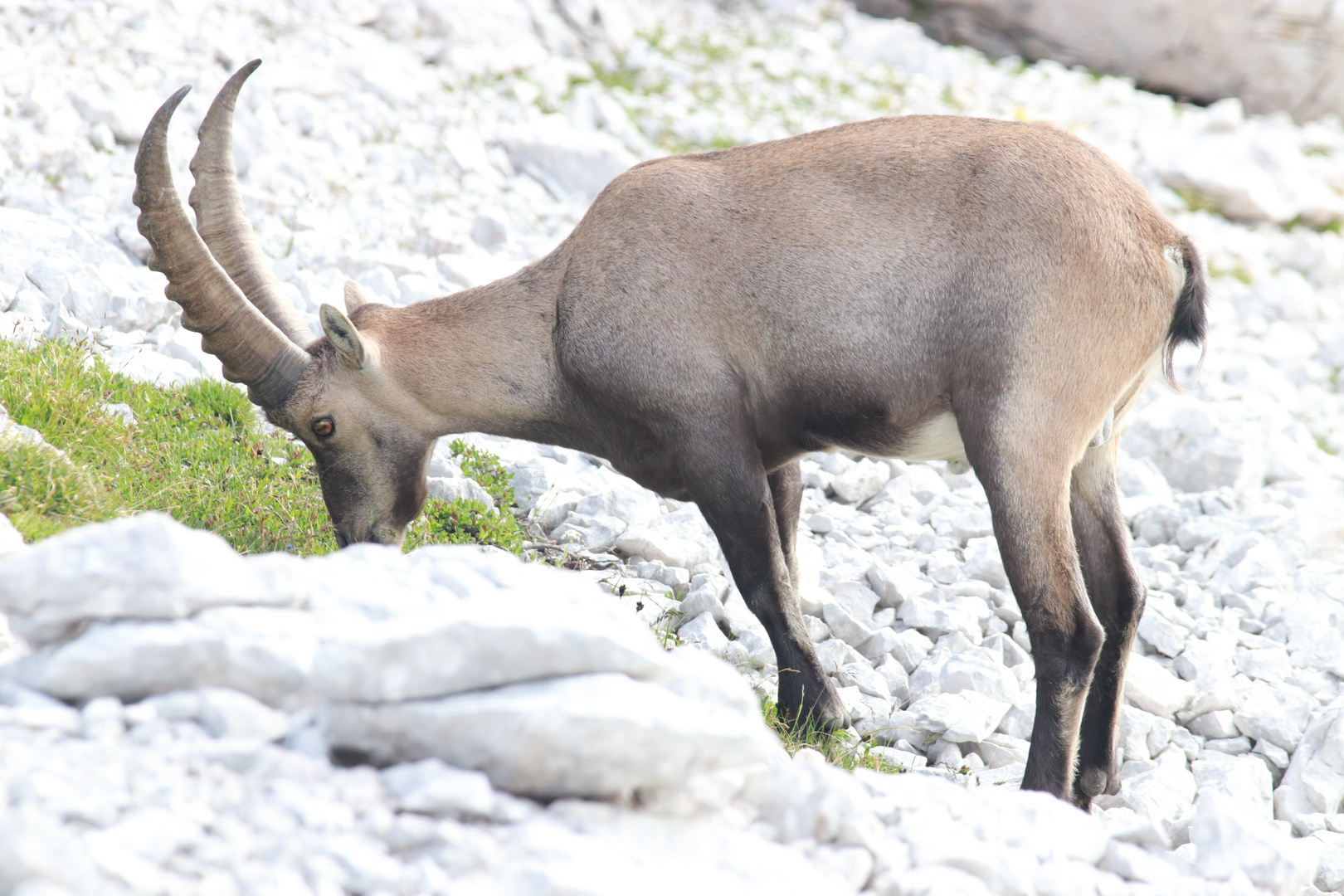 2018.07.24.17.05.46_Triglav Risnjak HdDG Jungstour_389