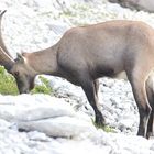 2018.07.24.17.05.46_Triglav Risnjak HdDG Jungstour_389