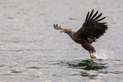 20180922 - Feldberger Seenplatte-Seeadler - _U8A8426