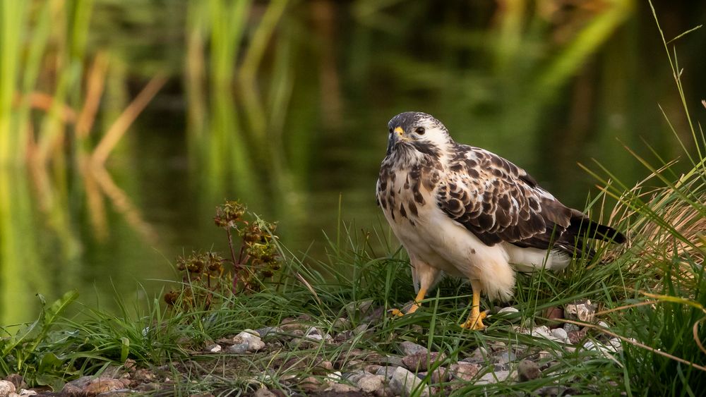 20180923 - Feldberger Seenplatte-Seeadler Ansitz - CS8A2300