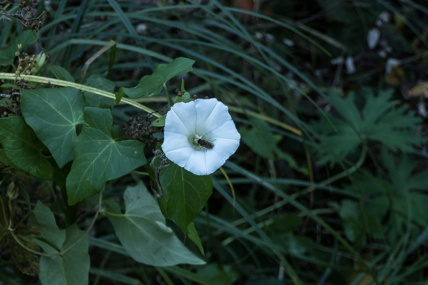 20180925-P1060489BlütenBesuch