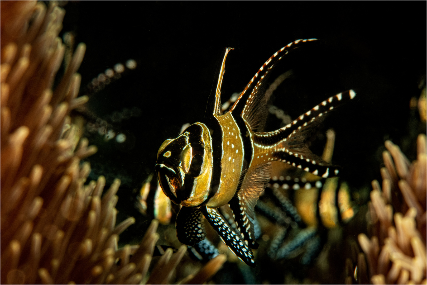 20180930 Lembeh 2018 OKhan 2-30-Bearbeitet