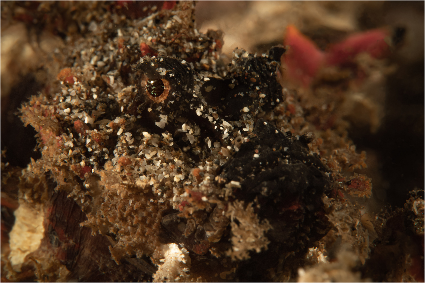 20180930 Lembeh 2018 OKhan 65-Bearbeitet