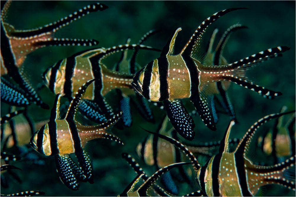 20181003 Lembeh 2018 OKhan 3126-Bearbeitet