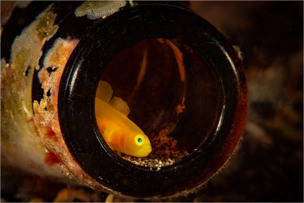 20181003 Lembeh 2018 OKhan 3672-Bearbeitet-Bearbeitet