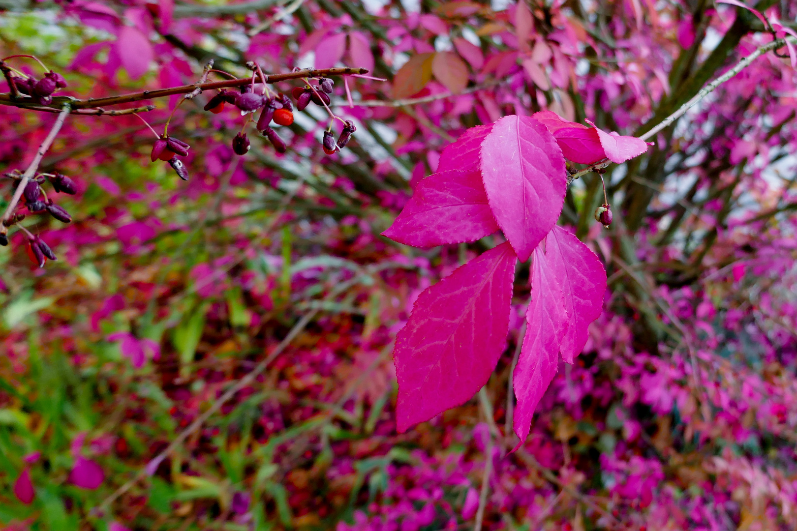 20181005-P1060588Rotes Blätterwerk