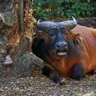 2018_10_13_9999_223_bearbeitet-1Rotbüffelbulle Zoo Dresden