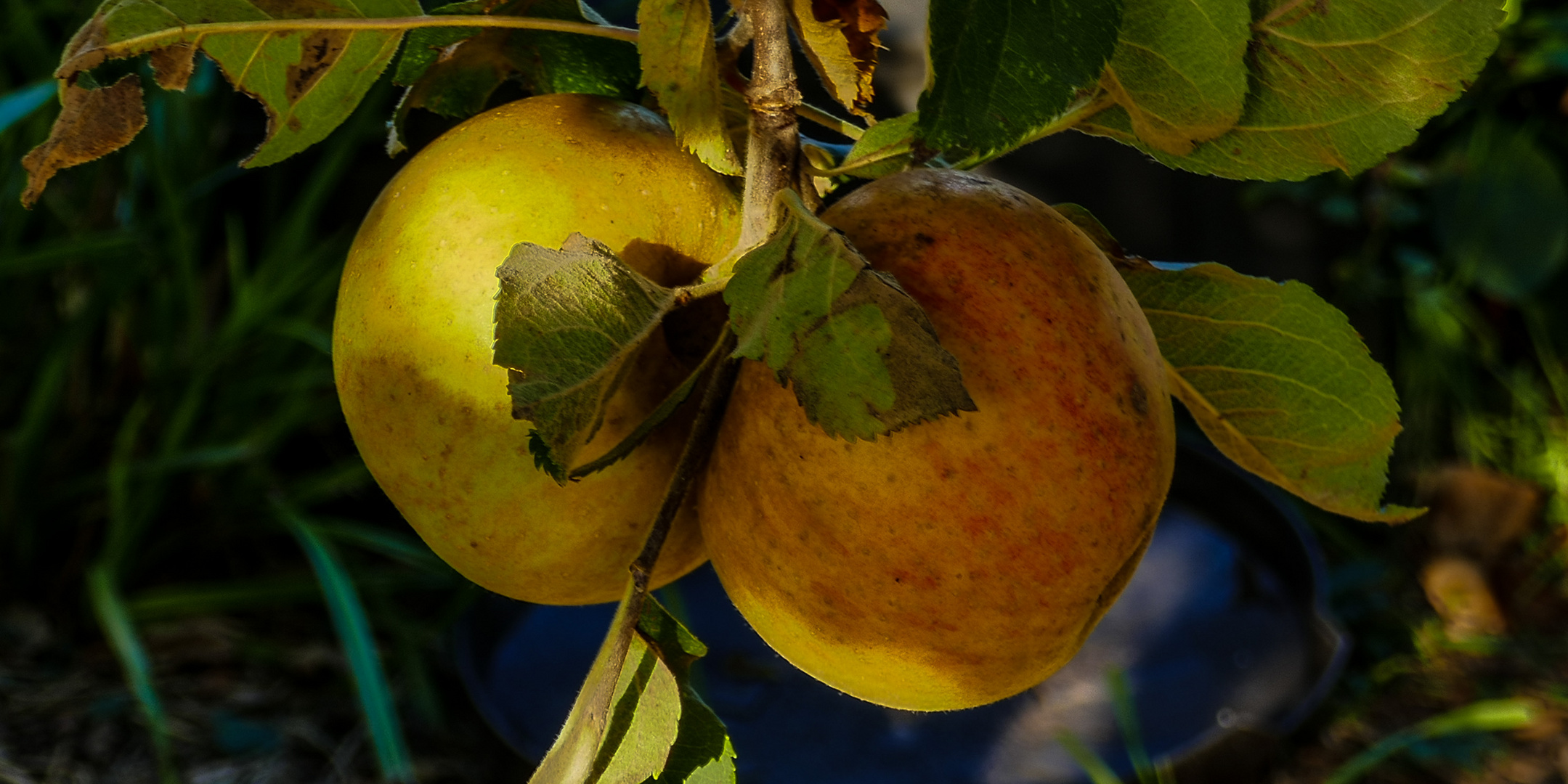 20181015-P1060603Dicke Äppel