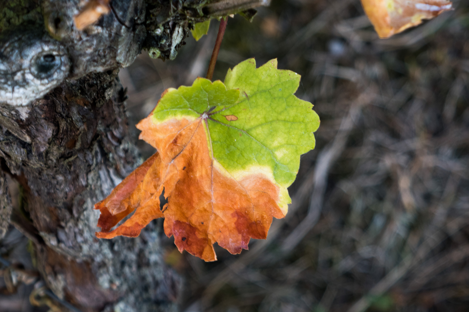 20181017-P1060627Ein Blatt