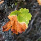 20181017-P1060627Ein Blatt