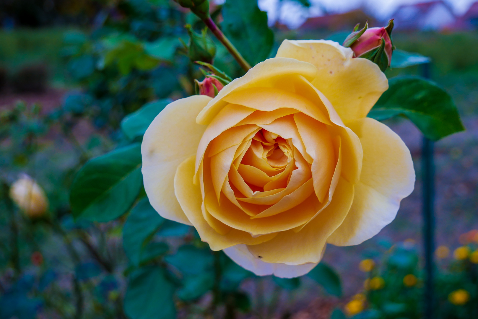 20181112-P1000436Rosenjblüte