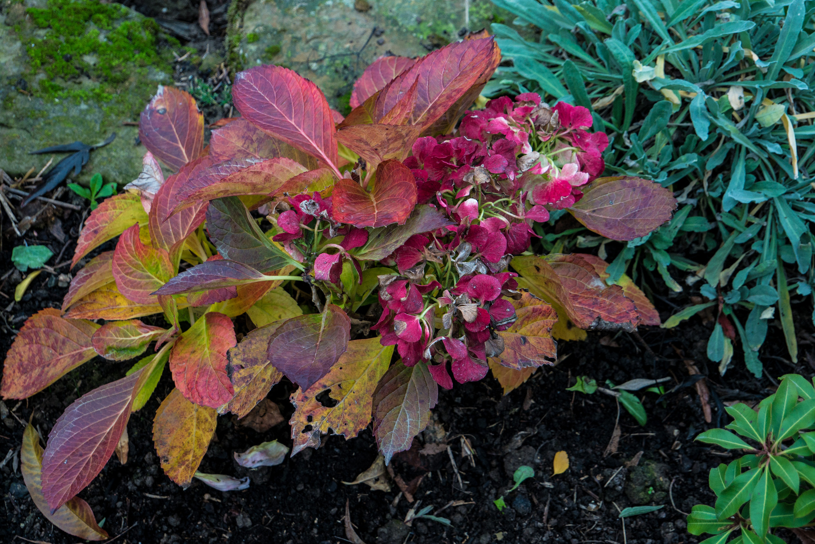 20181112-P1000442Roter Salat