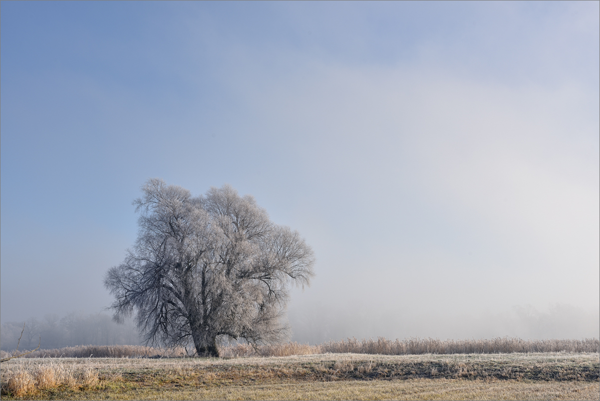 20181128 Frost und Nebel an der Oder
