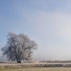 20181128 Frost und Nebel an der Oder