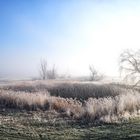 20181128 Frostiger Morgen in den Oderwiesen