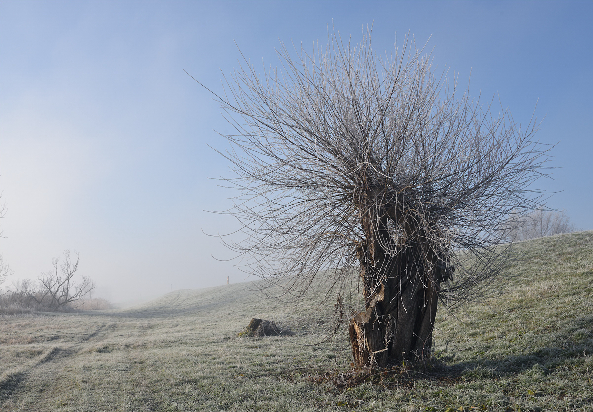 20181128 Frostiger Struwwelpeter