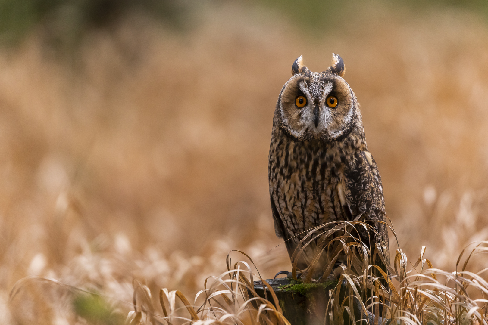 20181209 - Tschechien-Waldohreule - _U8A3995