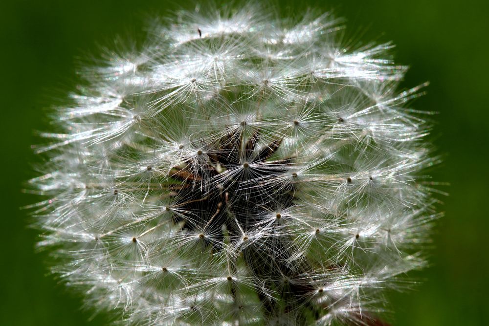 2018_Pusteblume