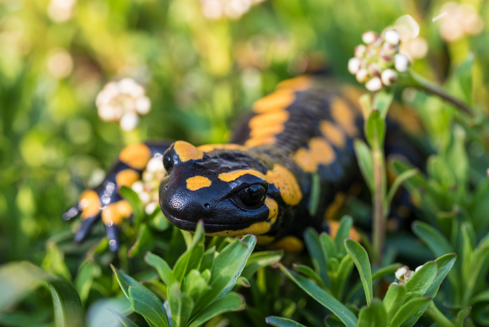 2019-04-Feuersalamander auf Wanderschaft...