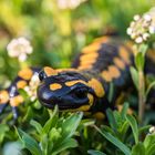 2019-04-Feuersalamander auf Wanderschaft...