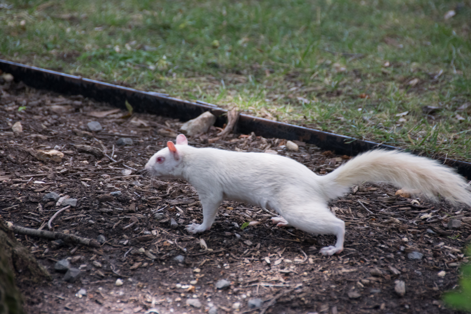 2019 06 17 weißes Eichhörnchen Washington