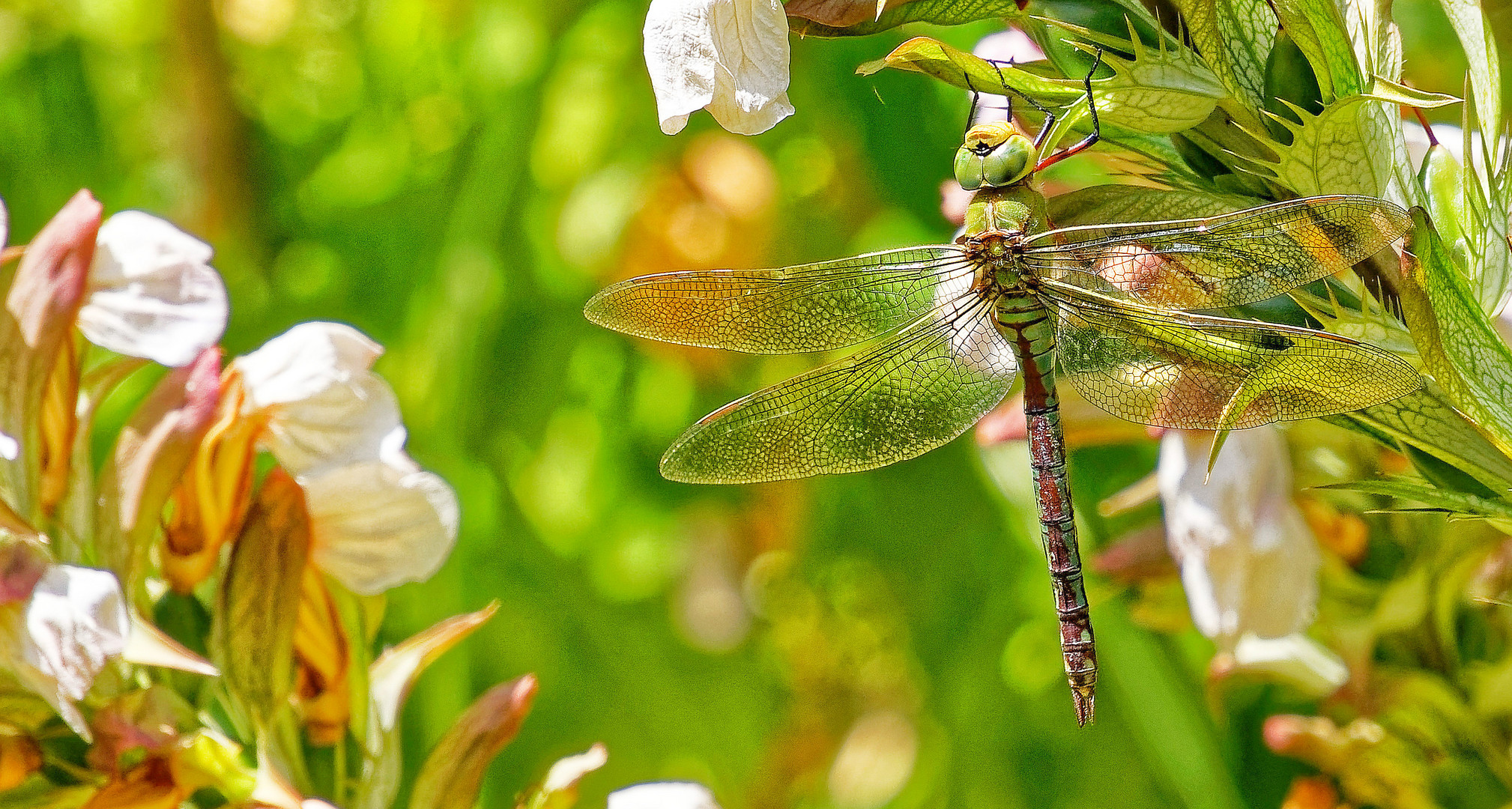  2019-07-10 - 5380 - große Königslibelle, Weibchen