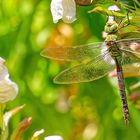  2019-07-10 - 5380 - große Königslibelle, Weibchen