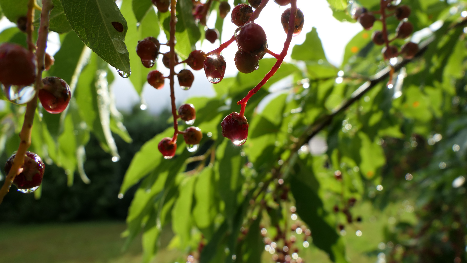 2019-08-12; Wassertropfen an einer Pflanze