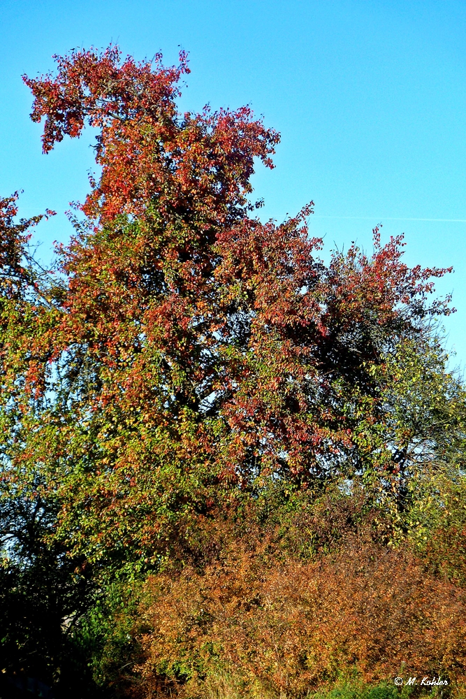 2019-10-31- Birnbaum im Herbst