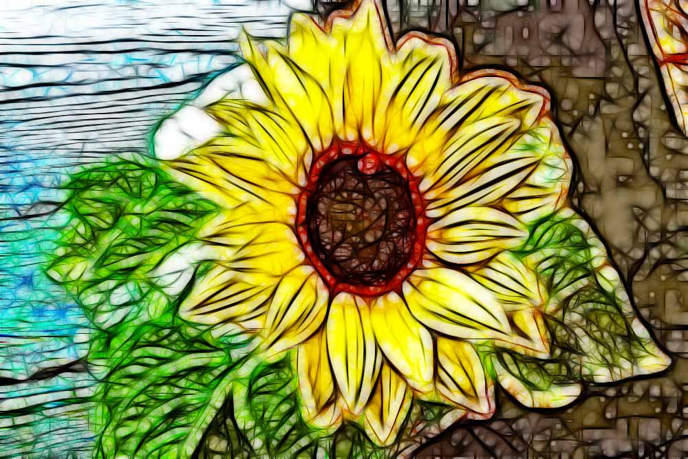 2019-11-20-Sonnenblume