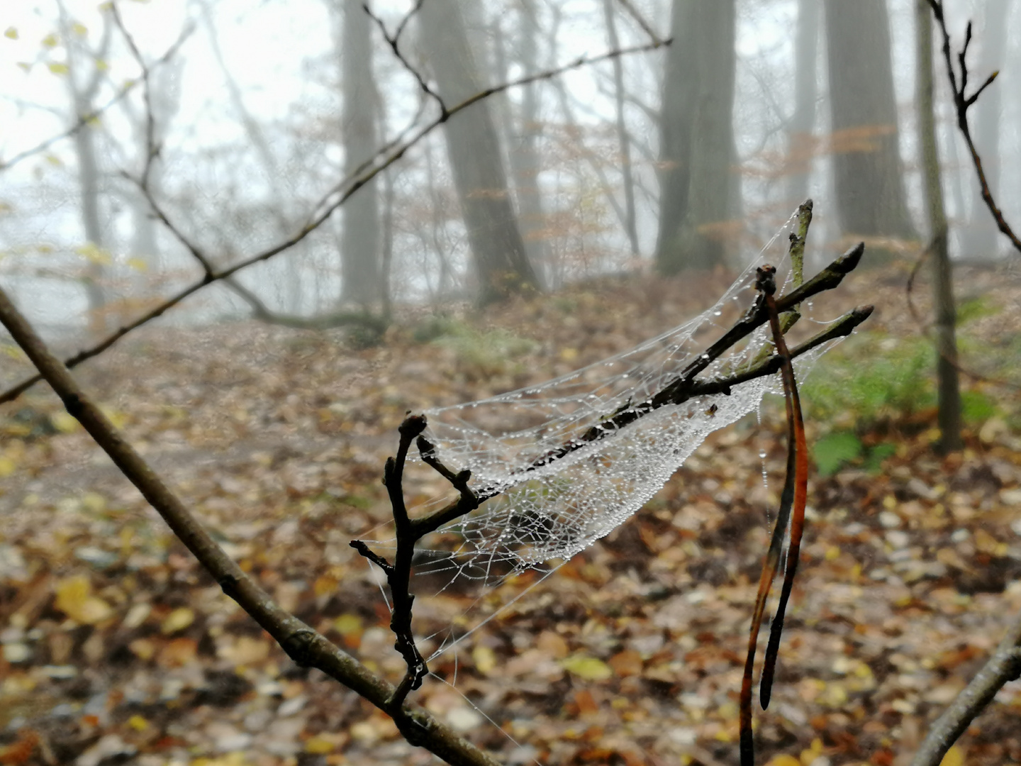 2019-11 Spinnennetz im Nebel