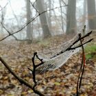 2019-11 Spinnennetz im Nebel