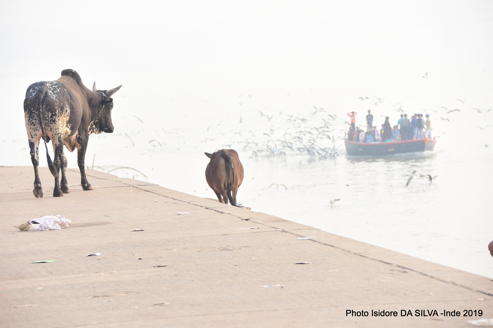 2019 11 VANARASI AU BORD DU GANGE