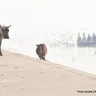 2019 11 VANARASI AU BORD DU GANGE