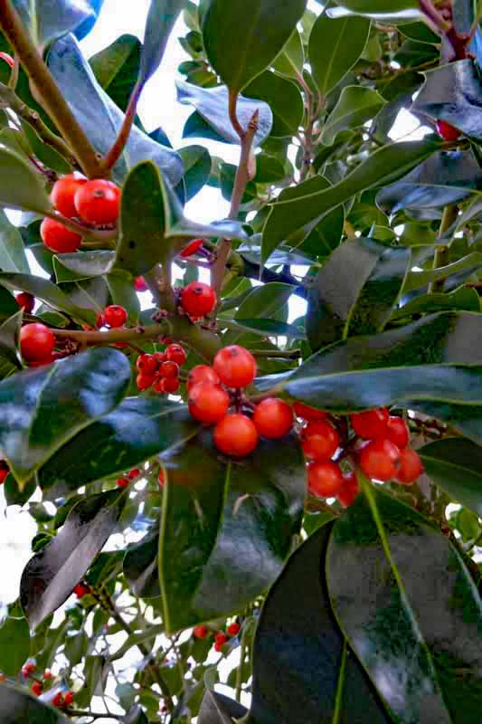 2019-12-27-Ilex