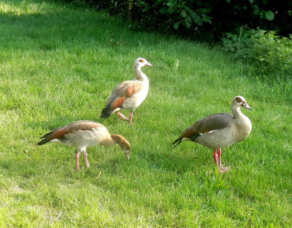 2019 - Famille d'ouettes