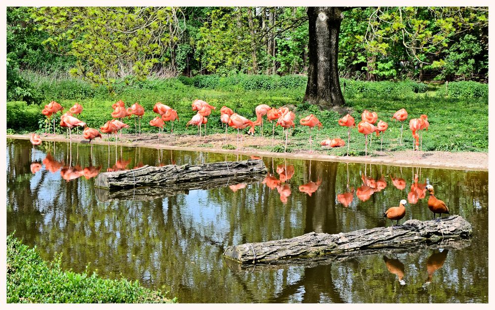 2019 Flamingo See 1
