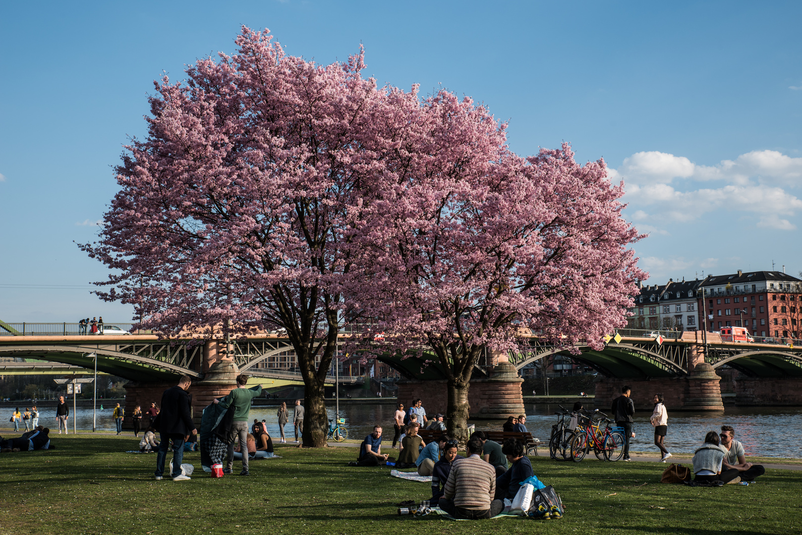 2019 Frühlingsanfang am Mainufer in Frankfurt