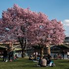 2019 Frühlingsanfang am Mainufer in Frankfurt