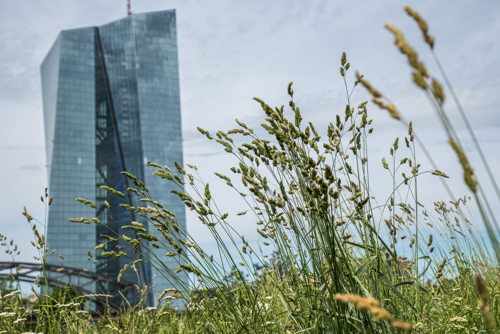 2019 Lässt die EZB Gras über ihre Fehler wachsen?