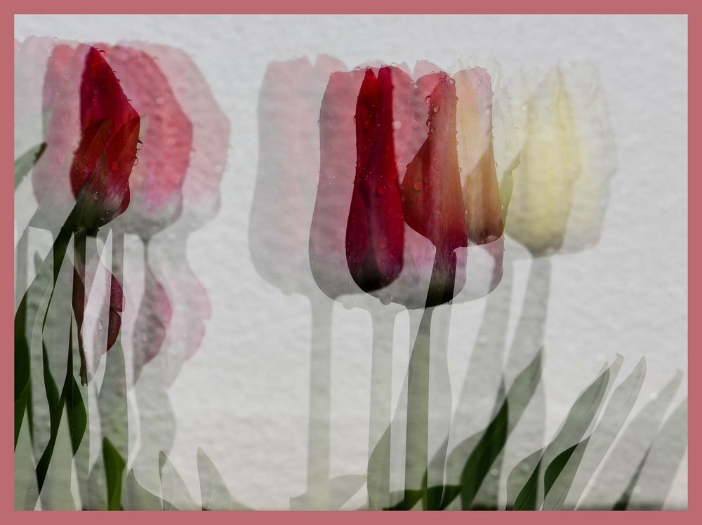 2019 Tulpen nach dem Regen 2