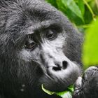 2019, Uganda, Bwindi Impenetrable Forest NP