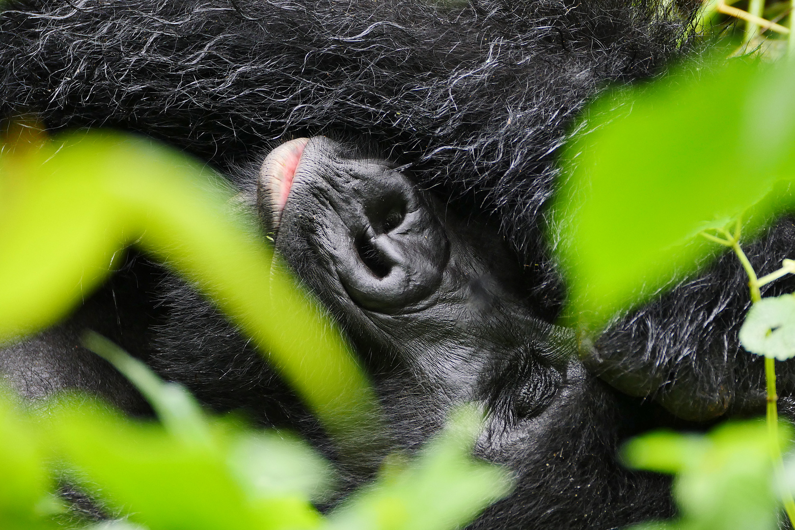 2019, Uganda, Bwindi Impenetrable Forest NP