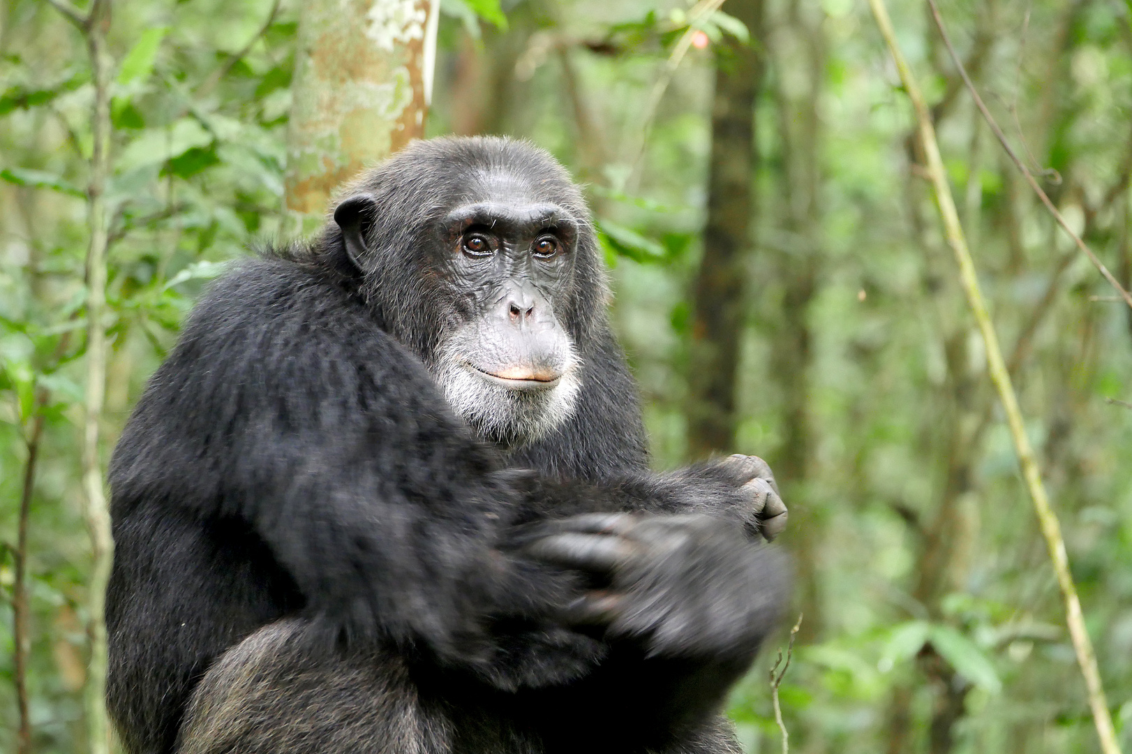   2019, Uganda, Kibale Forest NP 