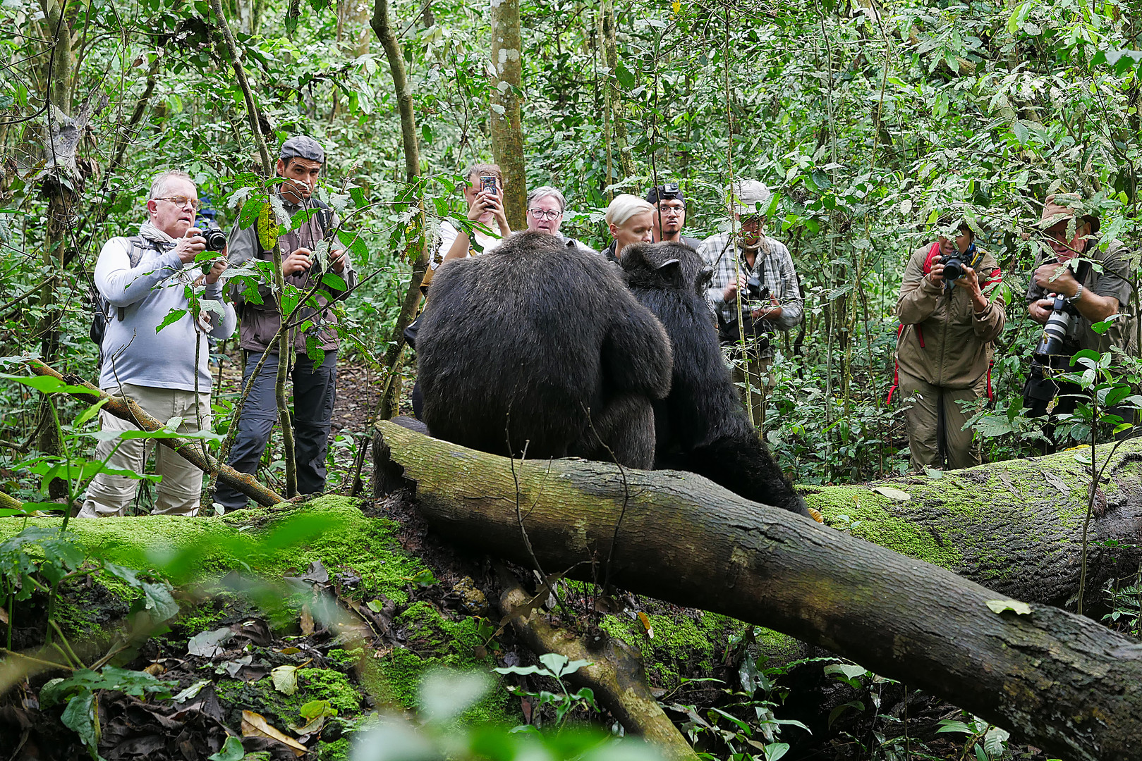 2019, Uganda, Kibale Forest NP