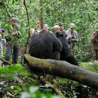 2019, Uganda, Kibale Forest NP